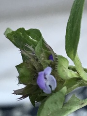 Prunella vulgaris