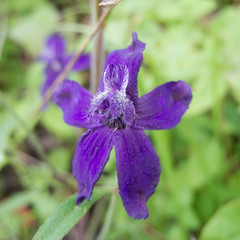 Delphinium decorum