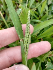 Paspalum pubiflorum glabrum