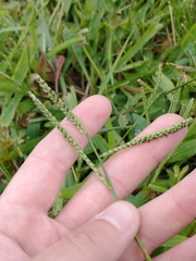 Paspalum pubiflorum glabrum