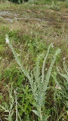 Lithospermum bejariense