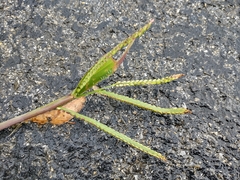 Paspalum pubiflorum glabrum
