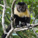 Brown Capuchin - Photo (c) Lilian Tomazelli, some rights reserved (CC BY-NC), uploaded by Lilian Tomazelli