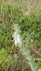 Lithospermum bejariense