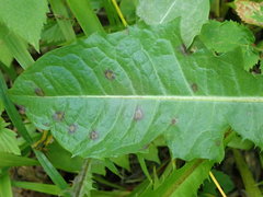 Ramularia inaequalis