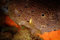 Ircinia retidermata