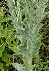 Lithospermum bejariense