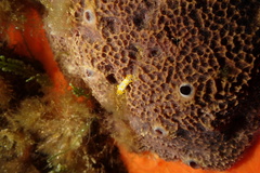 Ircinia retidermata