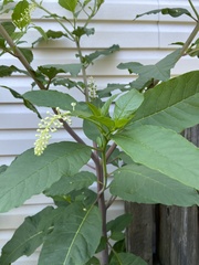 Phytolacca americana