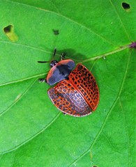 Botanochara macularia