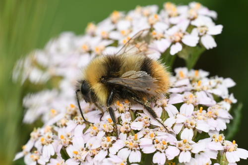 Early Bumble Bee photo 5