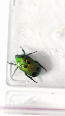 Heterorrhina sexmaculata