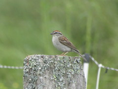 Spizella passerina passerina