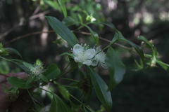 Eugenia involucrata