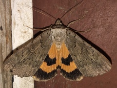 Catocala illecta