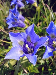 Gentiana acaulis