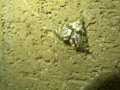 Petrophila canadensis