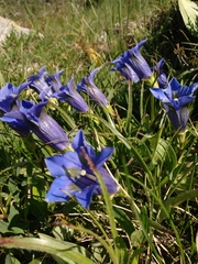 Gentiana acaulis