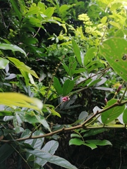 Lonchocarpus guatemalensis