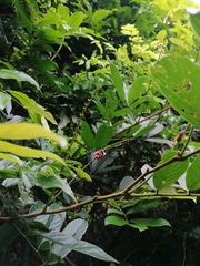 Lonchocarpus guatemalensis