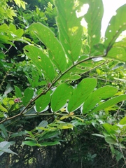 Lonchocarpus guatemalensis