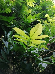 Lonchocarpus guatemalensis
