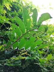 Lonchocarpus guatemalensis