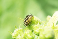 Henosepilachna argus