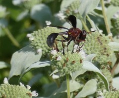 Physocephala floridana
