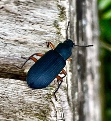 Haplandrus fulvipes