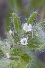 Cryptantha minima