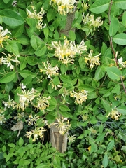 Lonicera periclymenum