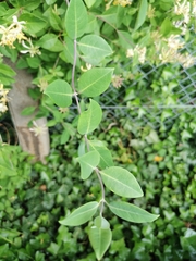 Lonicera periclymenum