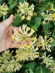 Lonicera periclymenum