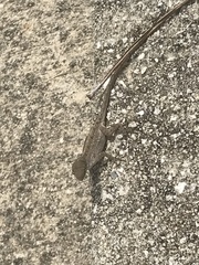Anolis sagrei
