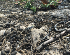 Leiocephalus stictigaster