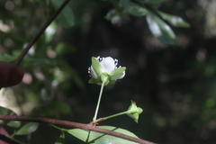 Eugenia involucrata