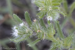 Cryptantha minima
