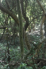 Eugenia involucrata