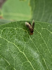 Chrysopilus quadratus