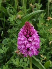 Anacamptis pyramidalis