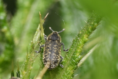 Rhinocyllus