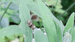 Syricoris