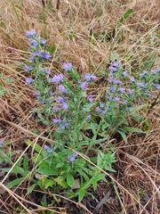 Echium vulgare