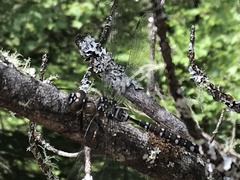 Aeshna tuberculifera