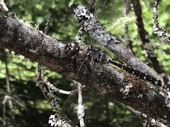 Aeshna tuberculifera