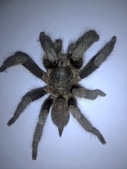 Chilobrachys