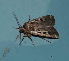 Euxoa divergens