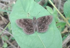 Viola egra