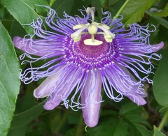 Passiflora
